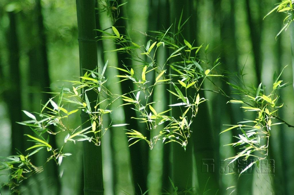 竹叶多糖超临界CO2提取物的测定