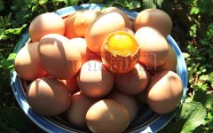鲜蛋的挑选技巧，储存方式，以及相关标准